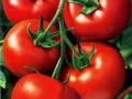 大红番茄种子-巴比伦诚招全国空白区域经销代理商