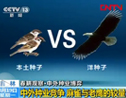 中外种业竞争 麻雀与老鹰的较量？ (1377播放)