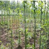 安徽濉溪速成竹柳种植专业合作社