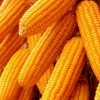 优质玉米品种产权收购