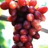 葡萄苗嫁接,葡萄研究所大量供应各种葡萄苗木,矢富罗莎葡萄