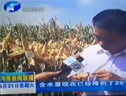 玉米品种桥玉8号河南新闻 (3366播放)