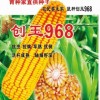 创玉968(玉米）