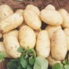 优质脱毒、高产、抗病早熟马铃薯品种土豆种子