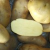北京农科院一级脱毒高产荷兰十五土豆种子批发