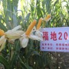 玉米杂交种的生产和主要农作物种子的销售