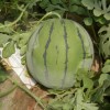 华欣西瓜种子--华欣307