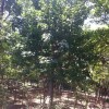 5公分国槐8公分国槐10公分国槐---种植基地供应