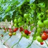 优秀大红番茄-以色列2012F1