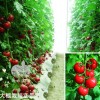 进口高产大红番茄-奥妮娜F1