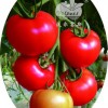 优质高产型大红番茄品种-圣彼罗F1