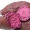 紫薯新品种—紫薯种苗紫玉