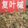 复叶槭种子价格