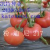 供应高抗TY病毒番茄种子-粉迪尼217