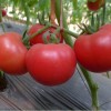 薄膜发电大棚应用到番茄种子种植中