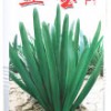 速生韭菜新品种--韭宝F1种子