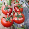 布拉德----优秀大红番茄品种