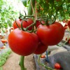凯特种业供应优质西红柿种子-KTH-08--大红番茄