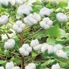 供应北京农科院一级脱毒棉花种子中所绵52