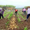 供应农科院优质高产土豆种子