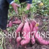 批发紫番薯、紫地瓜种子、紫甘薯种子2014预定价格