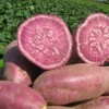 2014年甘肃供应脱毒红薯苗夏红薯的管理技术 红薯种子