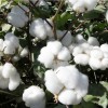新疆农科院一级土豆棉花种子中棉所棉花种子