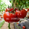 极早熟、抗TY病毒、抗线虫、高产等、粉果番茄种子