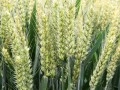 国审小麦新品种衡6632诚征各县区代理商