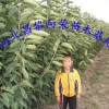 河北供应樱桃苗