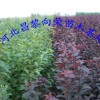 河北供应榆叶梅