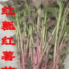 2014金农丰源红薯苗、紫地瓜种子、紫薯苗种子预定