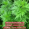 供应柳蒿种子，柳蒿种苗，降压草种苗的特野菜种子