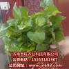 长期供应鱼腥草种苗，特野菜种子等，瓜果种子等
