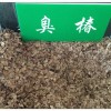 沧州哪里有做千头椿种子,价格多少?