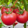 凯特西红柿种子-凯特二号
