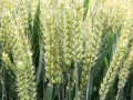 最新国审抗寒、耐旱、高产小麦新品种衡6632