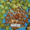 大果榛子树苗