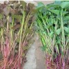 供应优质 脱毒紫罗兰紫薯种子种苗价格