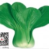 华英 蔬菜种子青梗菜小白菜上海青油菜阳台盆栽种菜