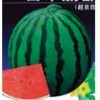 供应超京欣圆形西瓜-日本丽都
