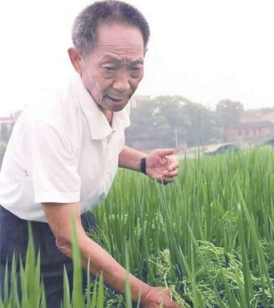 中国的杂交水稻要覆盖全球水稻种植面积一半