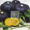 高品质南瓜种子-新黑锦