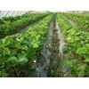 泰安北集坡300万草莓苗红颜品种甜宝品种章姬大棚品种预定
