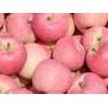 泰安北集坡30万红富士苹果苗品种接受预定中价格在1.5元