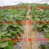 陕西铜川草莓苗品种供应红颜品种甜宝品种法兰地品种章姬品种