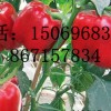 甘多尔甜椒种子种苗荷兰安莎