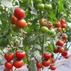 红果番茄种子—瑞福