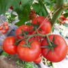 高抗ty高精品红果番茄种子—布兰妮