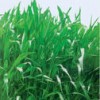 牧草种子批发牧草种子常见墨西哥玉米草种子